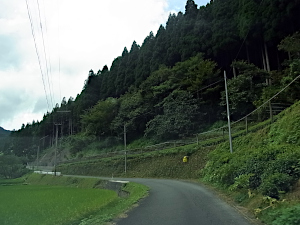 左カーブの道、右手石垣の上に細長く狭い茶畑がある
