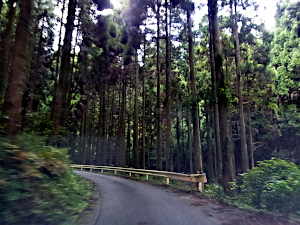 檜林の中緩い左カーブ、右手の杉林との間にガードレールがある