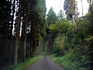 左手川との僅かな隙間に並木のように檜が植えられている