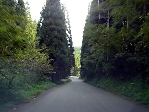道幅が結構広く取られた下り坂、両側は相変わらず杉林