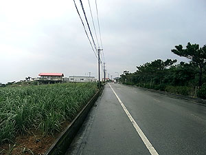 サトウキビ畑