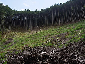 伐採された杉林