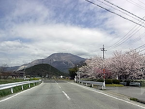 伊吹山と桜